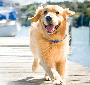 Puppy running, dog, puppy, animals, cachorro, cute HD wallpaper