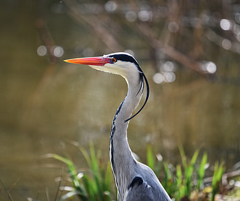 Heron, bird, blur, muzzle HD wallpaper