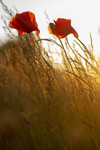 Flowers, Grass, Flower, Poppy, Wildflowers HD phone wallpaper