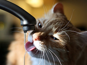 Thirsty Cat, tap, cat, water, drink HD wallpaper
