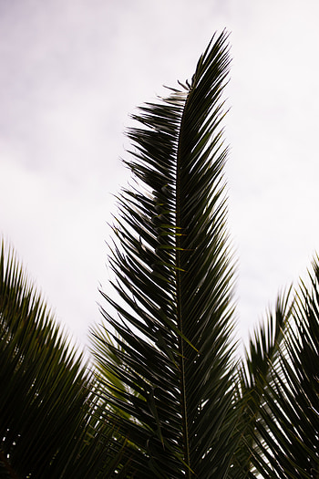 Nature, Leaves, Plant, Palm, Carved, Branch HD phone wallpaper