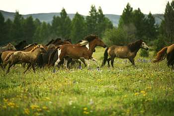 Zoom backgrounds Mongolia, Virtual travel, Stunning landscapes, Inspirational ry HD wallpaper