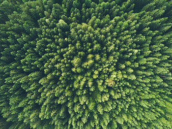 Nature, Trees, View From Above HD wallpaper