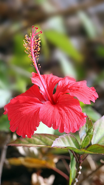 Hibiscus, Red, Flower HD phone wallpaper