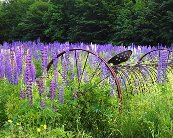 Lupine Rake, trees, metal, flowers, rake HD wallpaper