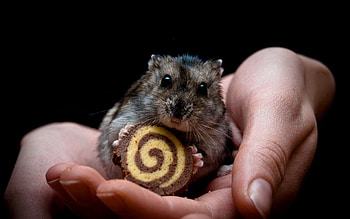 Animals, Palms, Cookies, Palm, Hands, Hamster HD wallpaper