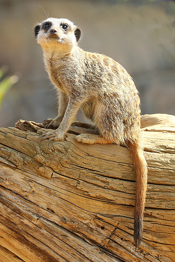 Animals, Sight, Opinion, Animal, Meerkat, Surikat HD phone wallpaper