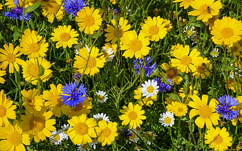 Meadow Flowers, cornflowers, meadow, flowers, wilde, daisies HD wallpaper