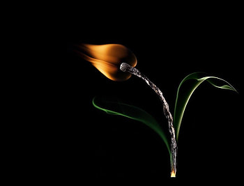 FLAME, match, abstract, flower HD wallpaper