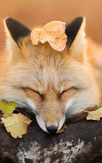 Autumn leaves, Fox sleeping, Wood background, Scenic HD phone wallpaper