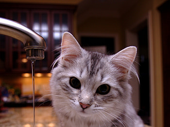 Cat, kitten, kitty, cats, cute, sleepy, sleeping, beauty, animals, hat, sweet, beautiful, paws, cat face, pretty, face, lovely HD wallpaper