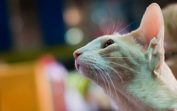 Animals, Cat, Muzzle, Sight, Opinion, Ears, Profile HD wallpaper