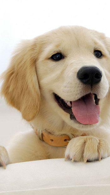 Golden Retriever Puppies, Cute and cuddly, and mobile , Adorable fluffballs HD phone wallpaper