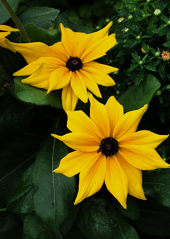 Flowers, Leaves, Petals, Bloom, Flowering HD phone wallpaper