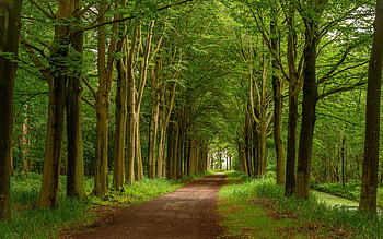 :), path, green, nature, alley, forest, park, tree HD wallpaper