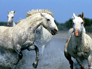 Animals, Water, Horses, Couple, Pair, Spray, Stroll HD wallpaper