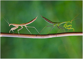 Beautiful_Insects, cool, insects, beautiful HD wallpaper