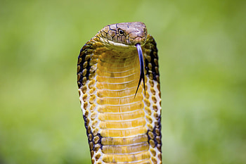 King Cobra , Wildlife magnificence, Captivating backgrounds, Reptile fascination HD wallpaper