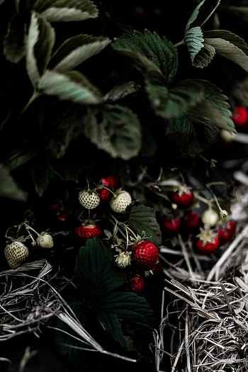Food, Strawberry, Leaves, Macro, Berry, Wild Strawberries HD phone wallpaper