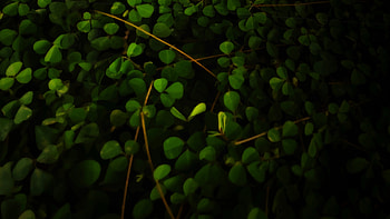 Plant, clover leaf, blur, portrait HD wallpaper