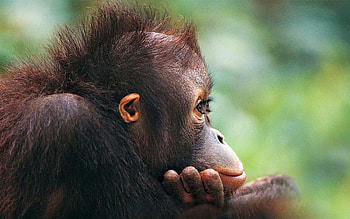 Chimpanzee, Cute monkey , Adorable , Animal sweetness HD wallpaper