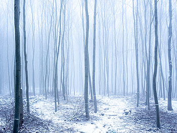Winter, Nature, Trees, Snow, Forest, Fog HD wallpaper