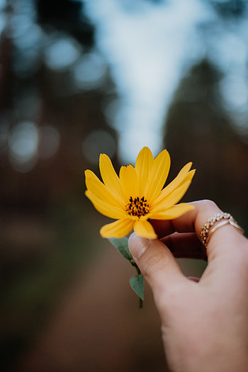 Flowers, Flower, Hand, Close-Up, Fingers HD phone wallpaper