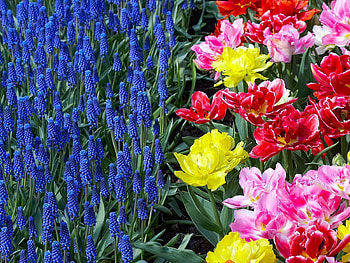 Plants, Flowers HD wallpaper