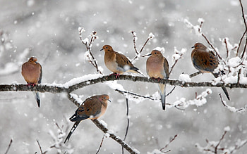 A frozen day, winter, branch, frozen, dove, bird, snow HD wallpaper