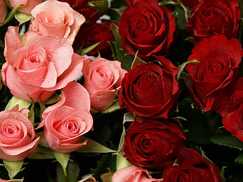 Flowers, Roses, Pink, Drops, Freshness HD wallpaper