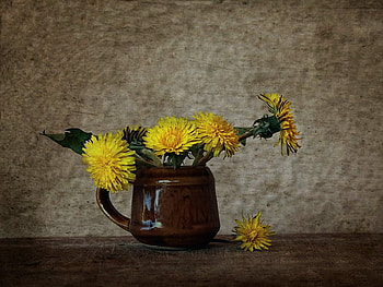 dandelion, simple, rural, yellow, flower HD wallpaper