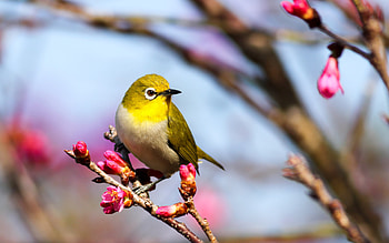 White-eye, animal, nature, bird HD wallpaper