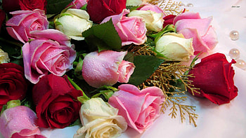 Lovely Bouquet, bouquet, roses, drops, nature, flowers, lovely HD wallpaper