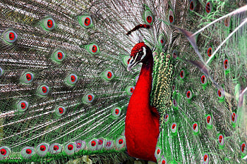 *** The majestic peacock ***, animal, colorful, birds, bird, animals, peacock HD wallpaper