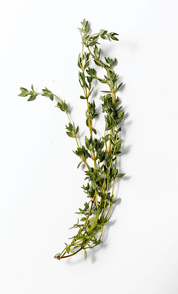 Drying fresh herbs, Rosemary and thyme, DIY herb collection, Herb storage HD phone wallpaper