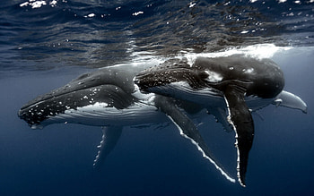 Ocean whale , Marine mammal, Ocean life, Whale graphy HD wallpaper
