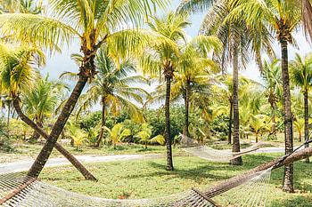 Nature, Palms, Summer, Tropics, Bahamas, Hammocks HD wallpaper