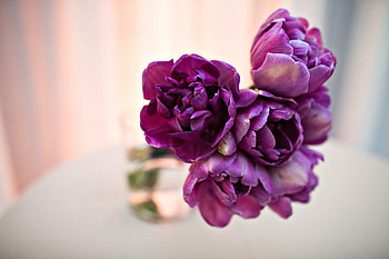 For a special day, sunshine, bouquet, wonderful, tulips, spring, unique, special, purple, day, nature, flowers, forever HD wallpaper