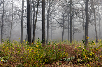 Forest Mist, Nature, fog, Forest, Mist HD wallpaper