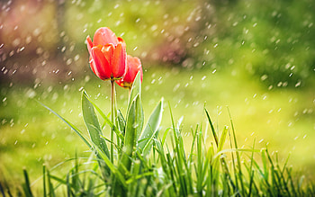 Tulip Rain , tulip, rain, nature, flowers HD wallpaper