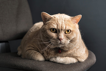 Animals, Cat, To Lie Down, Lie, Muzzle, Thick, Fat HD wallpaper