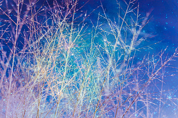 Nature, Sky, Shine, Brilliance, Branches HD wallpaper