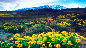 California, Sierra Nevada Mountains, hills, flowers, blossoms, landscape, spring, usa HD wallpaper