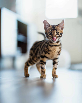 Kitten, Bengal Cats HD phone wallpaper
