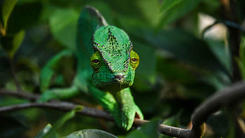Green Chameleon Is Sitting On Tree Branch In Blur Background Chameleon HD wallpaper