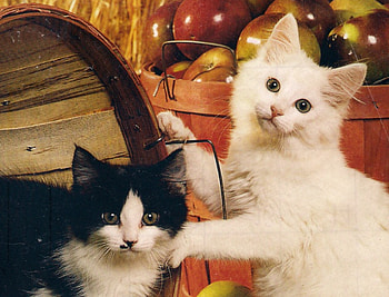 We really don't like apples, kitten, basket, white, black, apples HD wallpaper