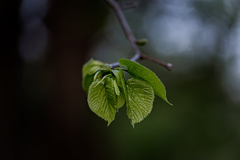 Leaves, Macro, Blur, Smooth, Branch HD wallpaper