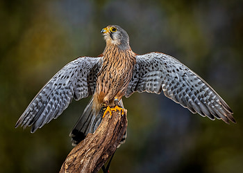 Falcon, animal, birb, bird HD wallpaper