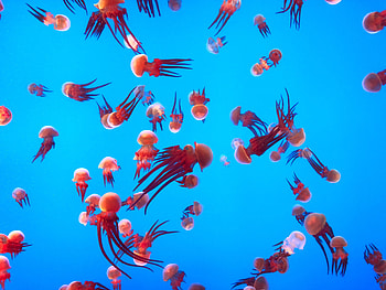 Animals, Jellyfish, Swimming, Ocean, Underwater World, Aquarium HD wallpaper