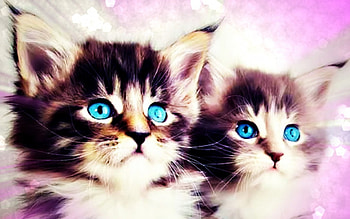 Blue eyes, blue, kitten, animal, by cehenot, eyes, cute, cat, pink, couple HD wallpaper